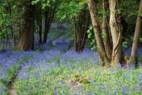 bluebells in the woods