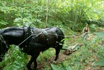 horse log extraction